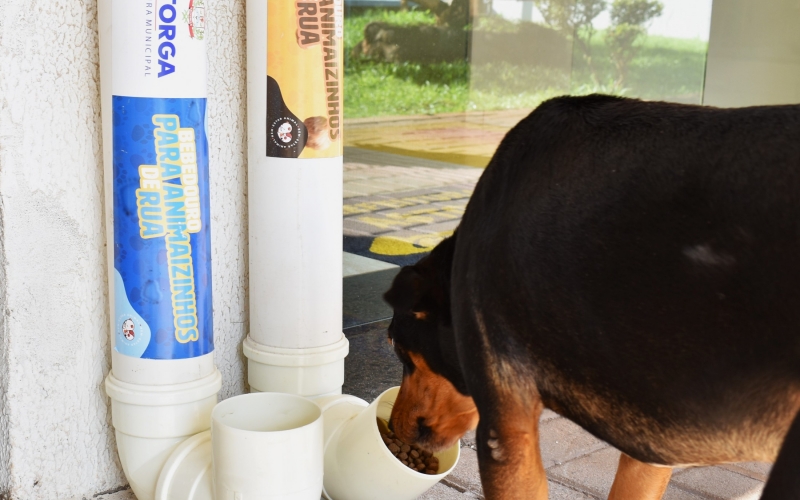 Prefeitura instala comedouros e bebedouros para animais de rua